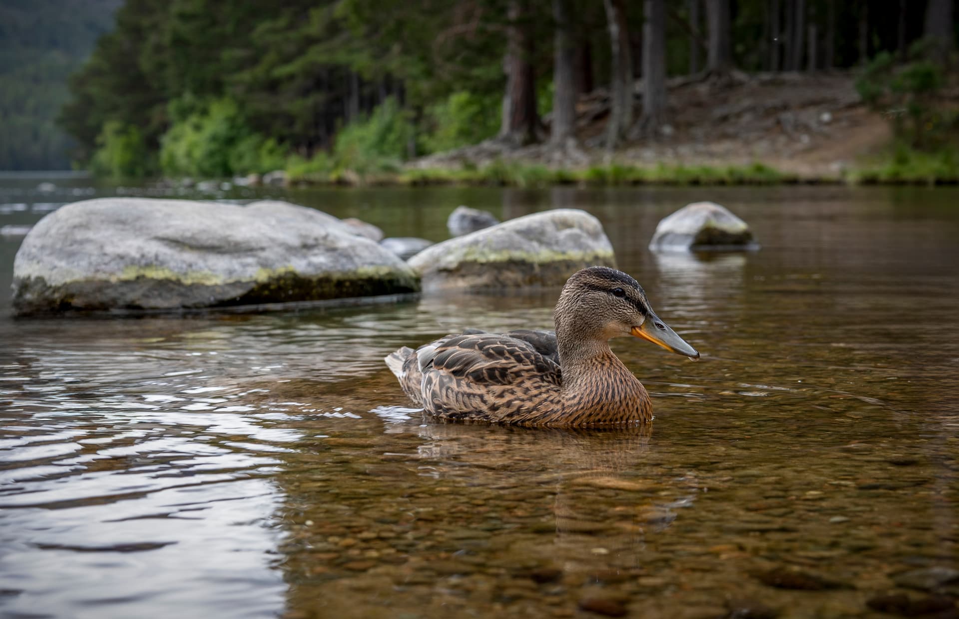 duck-on-loch-an-eilein