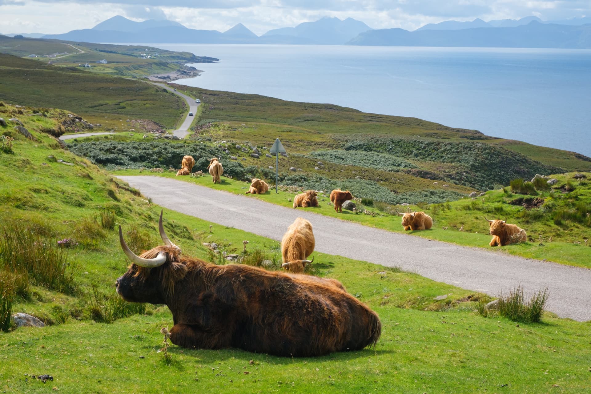 highland-cows-on-side-of-nc500