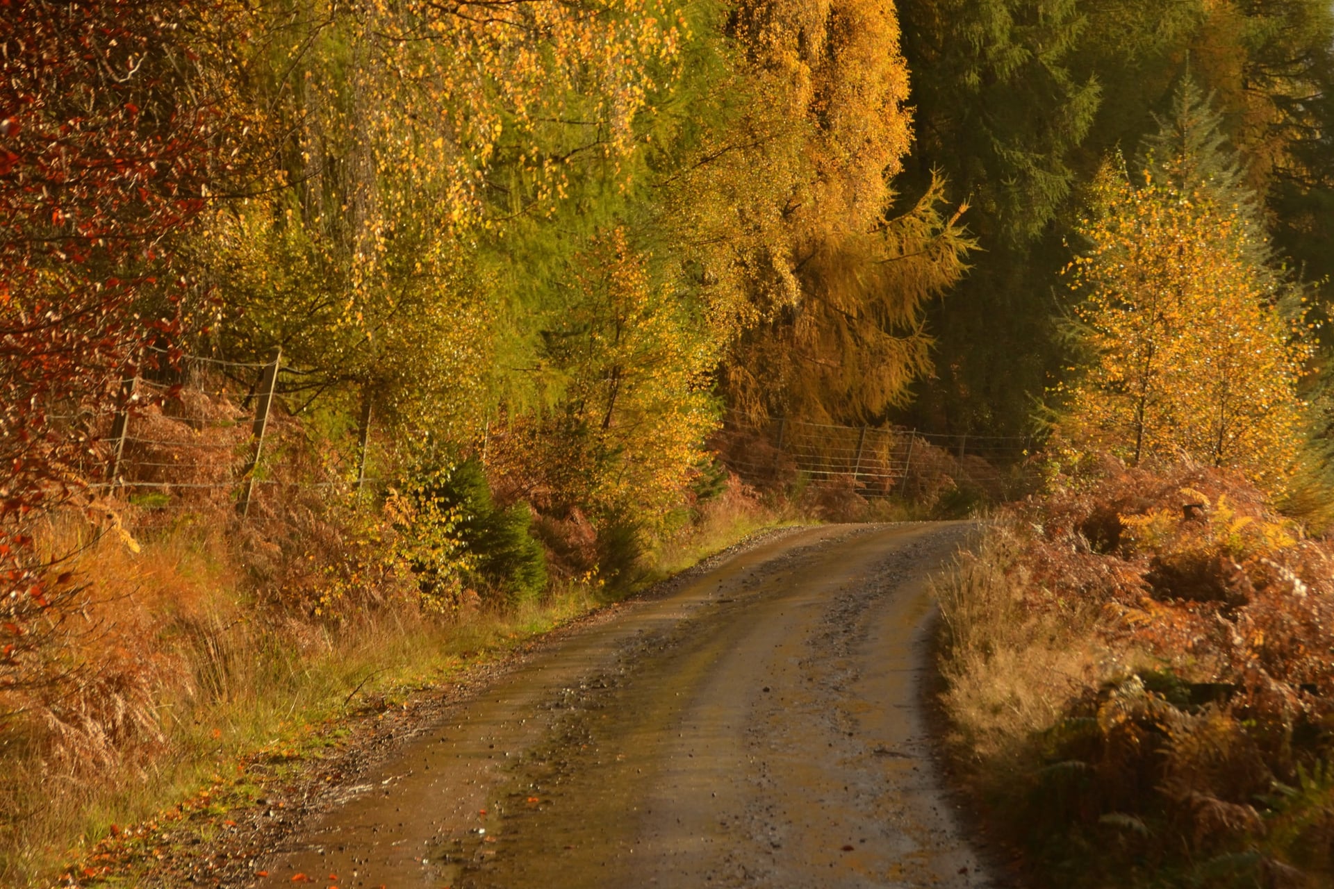 Dirt road winding through forest with autumn foliage and golden sunlight in the Scottish Highlands